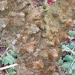 Zanthoxylum piperitum Bark