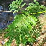 Mimosa bimucronata Fuelha