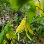 Uvularia grandiflora 花