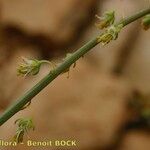 Reseda stricta Ŝelo