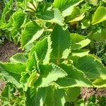 Plectranthus amboinicus Habitus