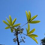 Sterculia murex Leaf