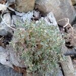 Euphorbia sulcata Leaf