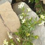 Galium megalospermum Flower