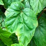 Begonia formosana Leaf