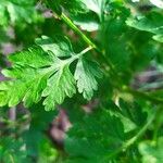 Tanacetum parthenium Hoja