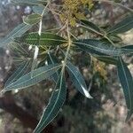 Lithraea molleoides Hoja