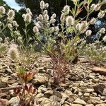 Trifolium arvense 整株植物