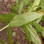 Epilobium coloratum Φύλλο