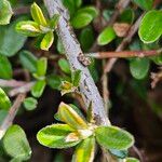 Cotoneaster microphyllus Ŝelo