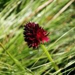 Gymnadenia nigra Flower