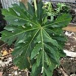 Carica papaya Hostoa