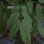 Fraxinus americanaList