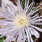 Lampranthus multiradiatus Kvet