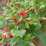 Mimulus cardinalis Hábito