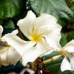 Chonemorpha fragrans 花