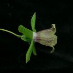 Codonopsis rotundifolia Flower