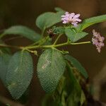 Lantana involucrata Lapas