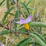 Solanum lanzae फूल