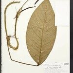 Philodendron fibrillosum