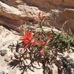 Castilleja applegatei Flower