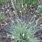 Sesleria nitida Leaf