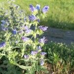 Echium vulgareFlower