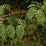 Rubus sulcatus পাতা