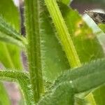 Rudbeckia hirta Azala