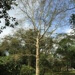 Platanus mexicana Агульны выгляд