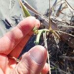 Phragmites karka Liść