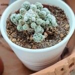 Mammillaria vetula叶