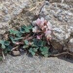 Trifolium pallescens 花