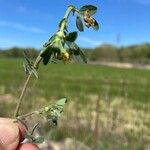 Medicago minima Fruto