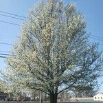 Pyrus calleryana Habitus