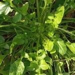 Brassica juncea Blatt