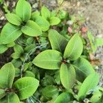 Rhododendron minus Hoja