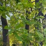 Quercus × rosacea Blad