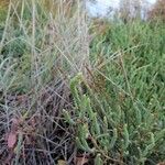 Salicornia procumbens Листок