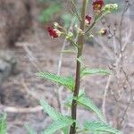 Scrophularia glabrata Žievė