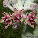 Asclepias californica Квітка