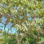 Solanum granuloso-leprosum Habit