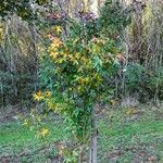 Acer oliverianum Habit