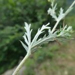 Potentilla argentea Лист