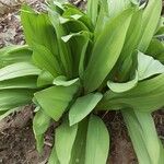 Allium tricoccum Feuille