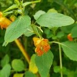 Impatiens capensis Floare