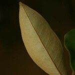 Vismia cayennensis Leaf