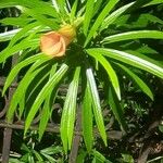 Thevetia peruviana Blomma