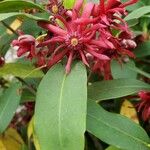 Illicium floridanum Blüte