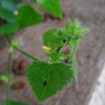 Sida cordata Leaf